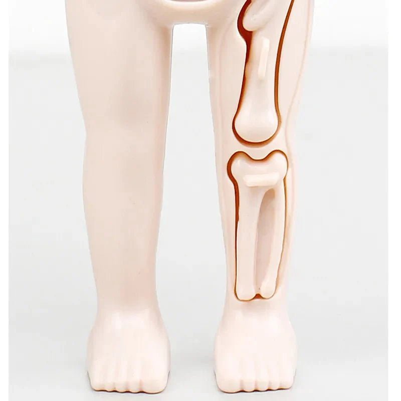 Anatomie Menselijk Lichaam Model – 13 - Delig - KidsKorner