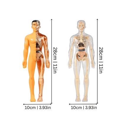 3D Anatomie Puzzel Menselijk Lichaam Voor Kinderen - KidsKorner