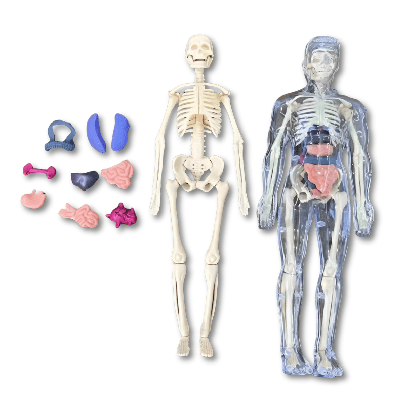 3D Anatomie Puzzel Menselijk Lichaam Voor Kinderen - KidsKorner