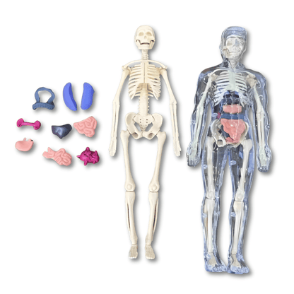 3D Anatomie Puzzel Menselijk Lichaam Voor Kinderen - KidsKorner