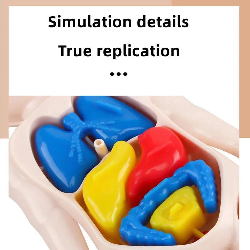 Anatomie Menselijk Lichaam Model – 13 - Delig - KidsKorner