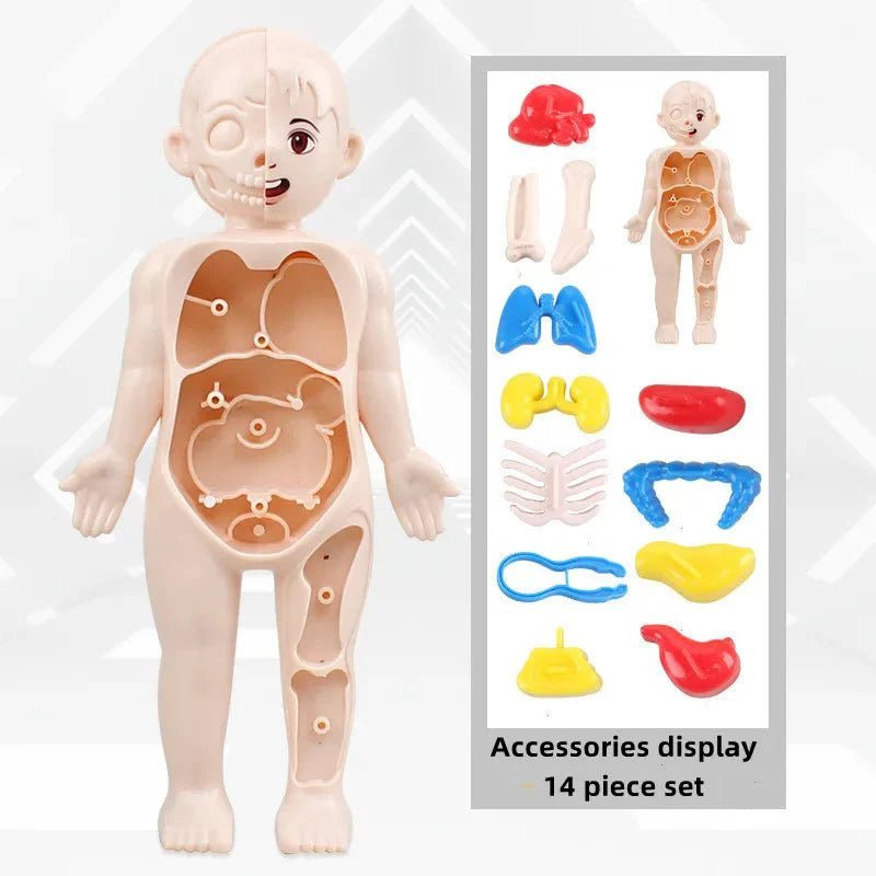 Anatomie Menselijk Lichaam Model – 13 - Delig - KidsKorner
