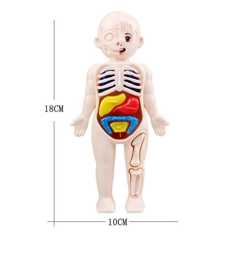 Anatomie Menselijk Lichaam Model – 13 - Delig - KidsKorner
