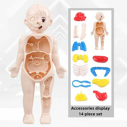 Anatomie Menselijk Lichaam Model – 13 - Delig - KidsKorner