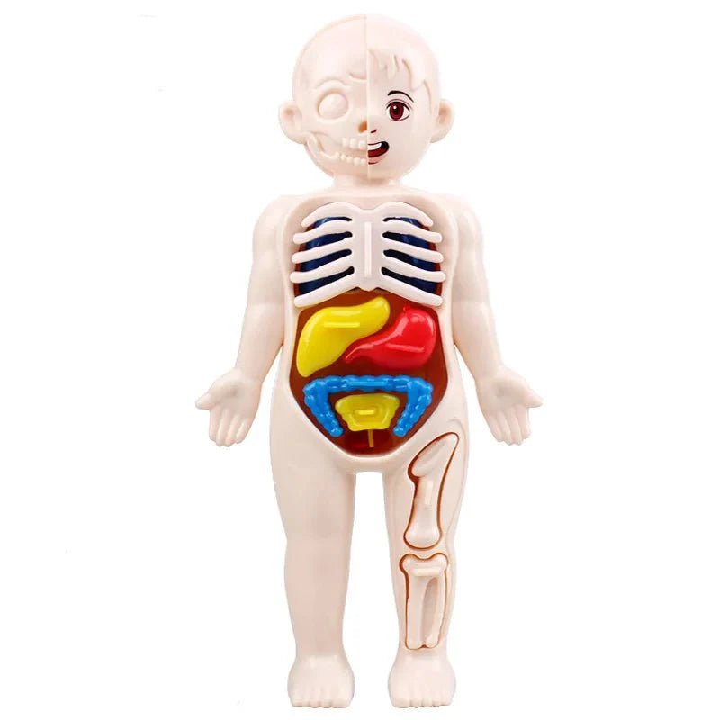Anatomie Menselijk Lichaam Model – 13 - Delig - KidsKorner